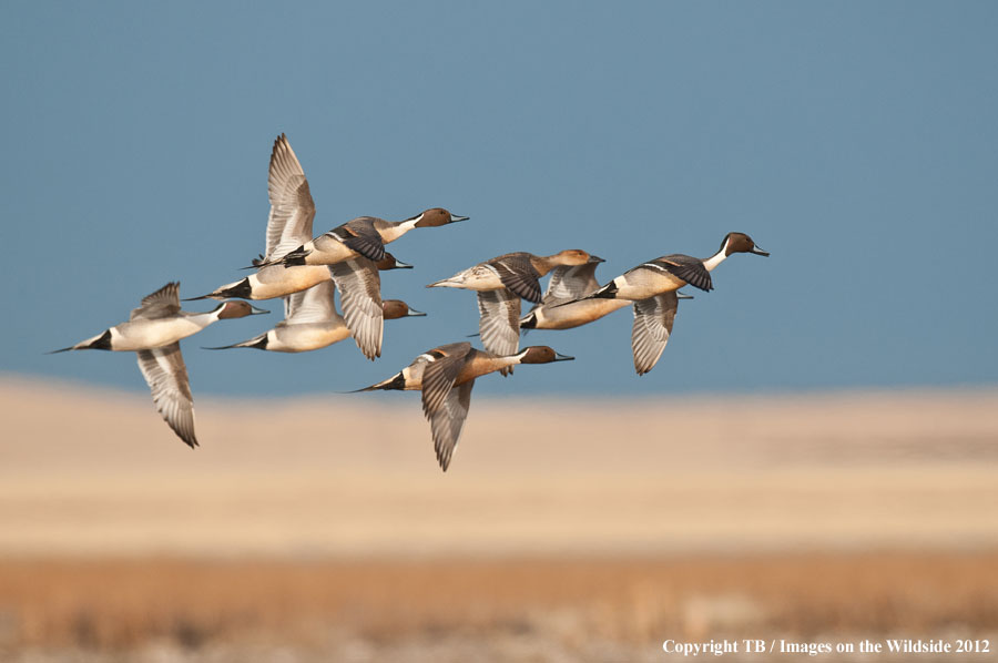 Pintail Ducks in flight.