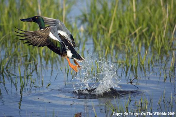 Shoveler taking flight