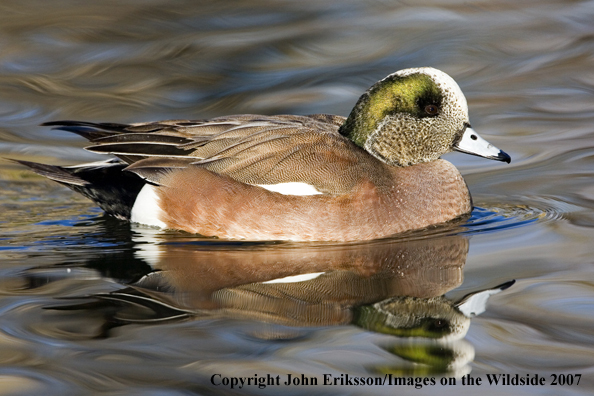 Wigeon duck