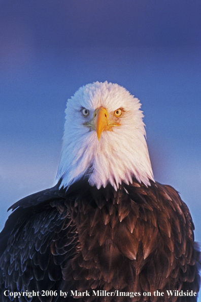 Bald Eagle in habitat.