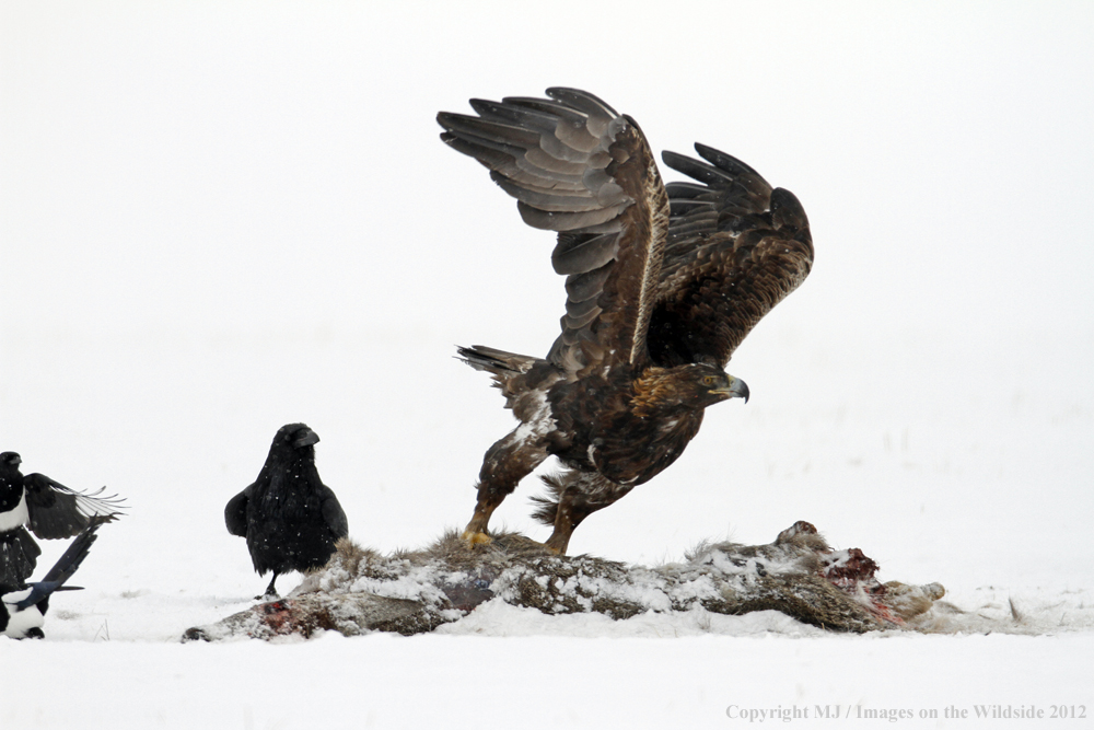 Golden Eagle with Raven and Carcass.