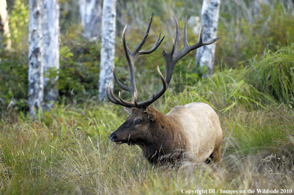 Roosevelt Bull Elk