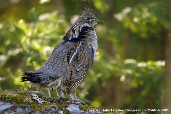 Ruffed Grouse 