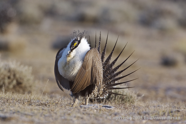 Sage grouse displaying on booming ground.