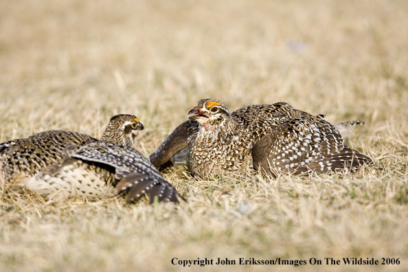 Sharp-tailed grouse fighting in habitat.