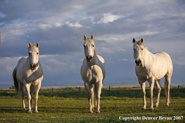 Quarter horses in field