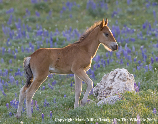 Wild horse in habitat.