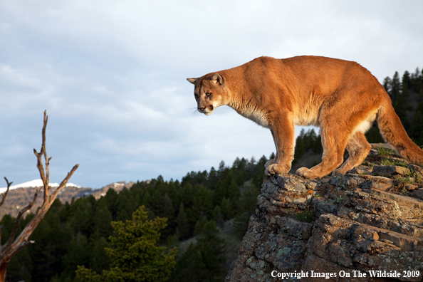 Mountain Lion in habitat