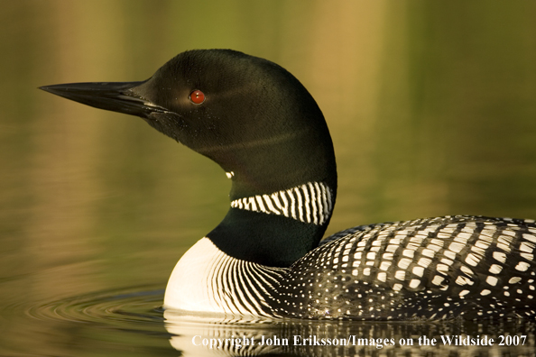 Loon in habitat