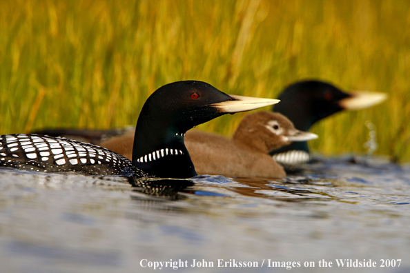 Yellow-billed Loons with chick in habitat