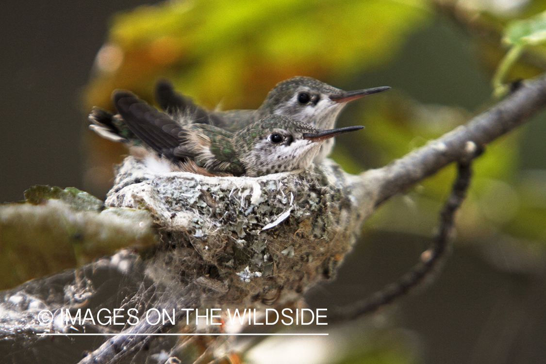 Calliope Hummingbird fledglings in nest.