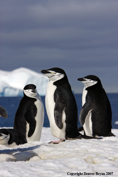Chinstrap penguin in habitat