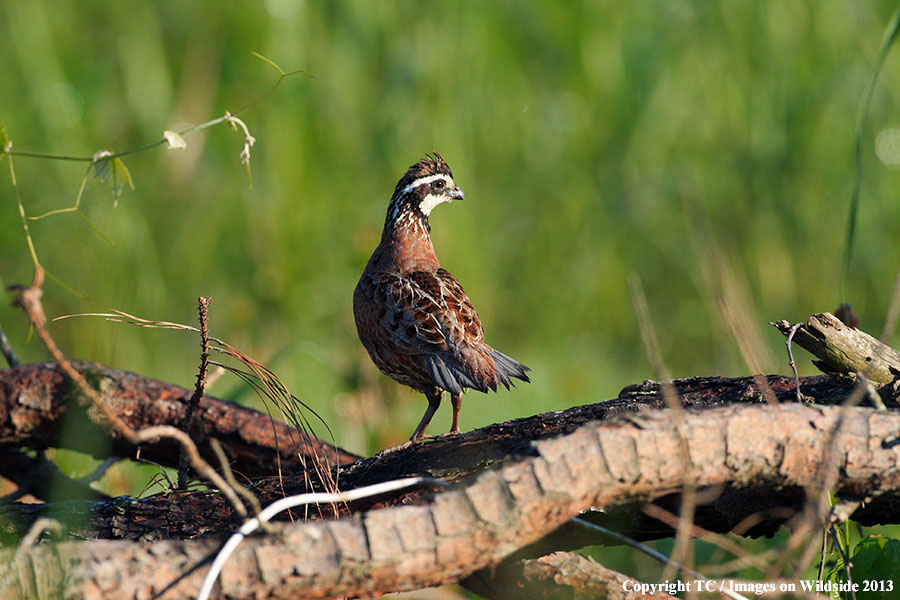 Bobwhite Quail in habitat.