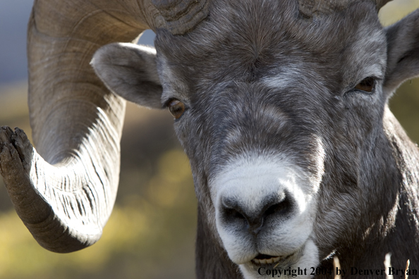 Rocky Mountain bighorn sheep (ram).