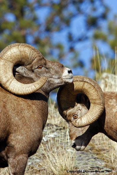 Rocky Mountain Big Horn Sheep