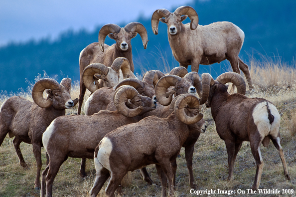 Rocky Mountain Bighorn Sheep