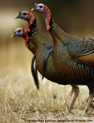 Rio Grande Turkeys in habitat