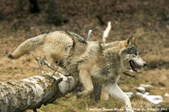 Gray wolf running in habitat.