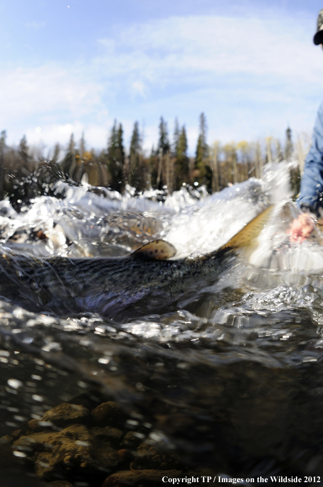 Releasing Steelhead. 