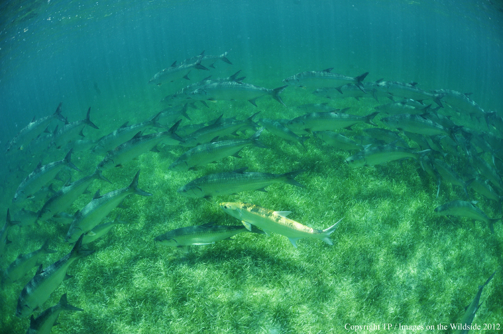 Tarpon in water. 