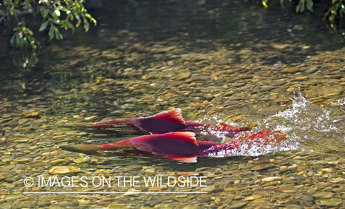 Sockeye Salmon in habitat.