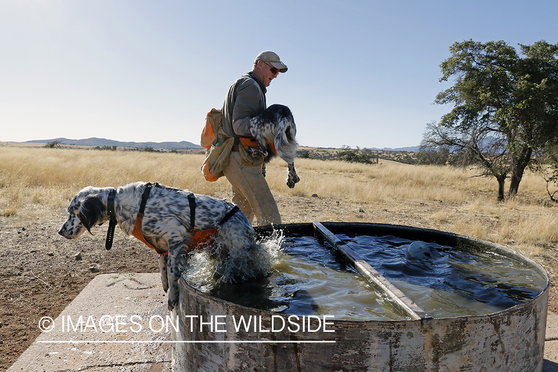 Upland game bird hunter cooling dogs off in water trough.