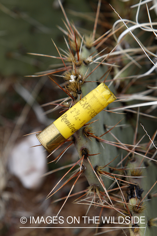 Fired shotgun shell on Arizona cactus.