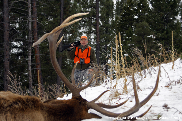 Big game hunter approaching downed elk.