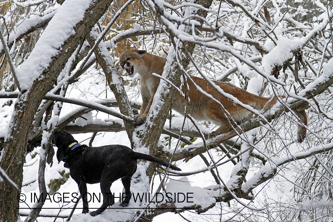 Hunting dog holding mountain lion in tree