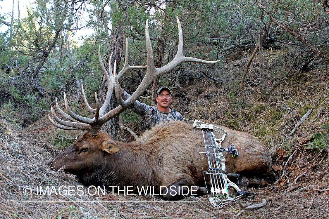 Bow hunter with bagged bull elk.