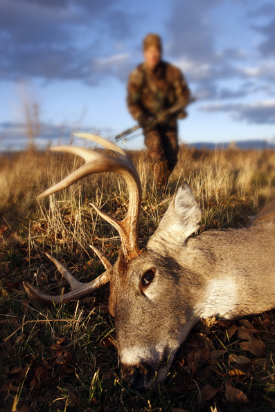 Bowhunter approaching whitetail buck kill. (Original image # 11049-017.50D)