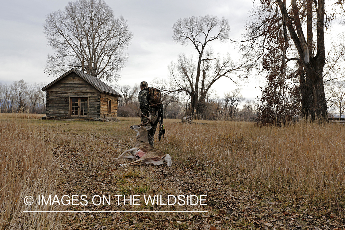 Bowhunter dragging bagged white-tailed buck.