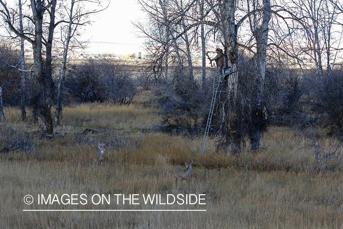 White-tailed deer nearing hunter in tree stand.