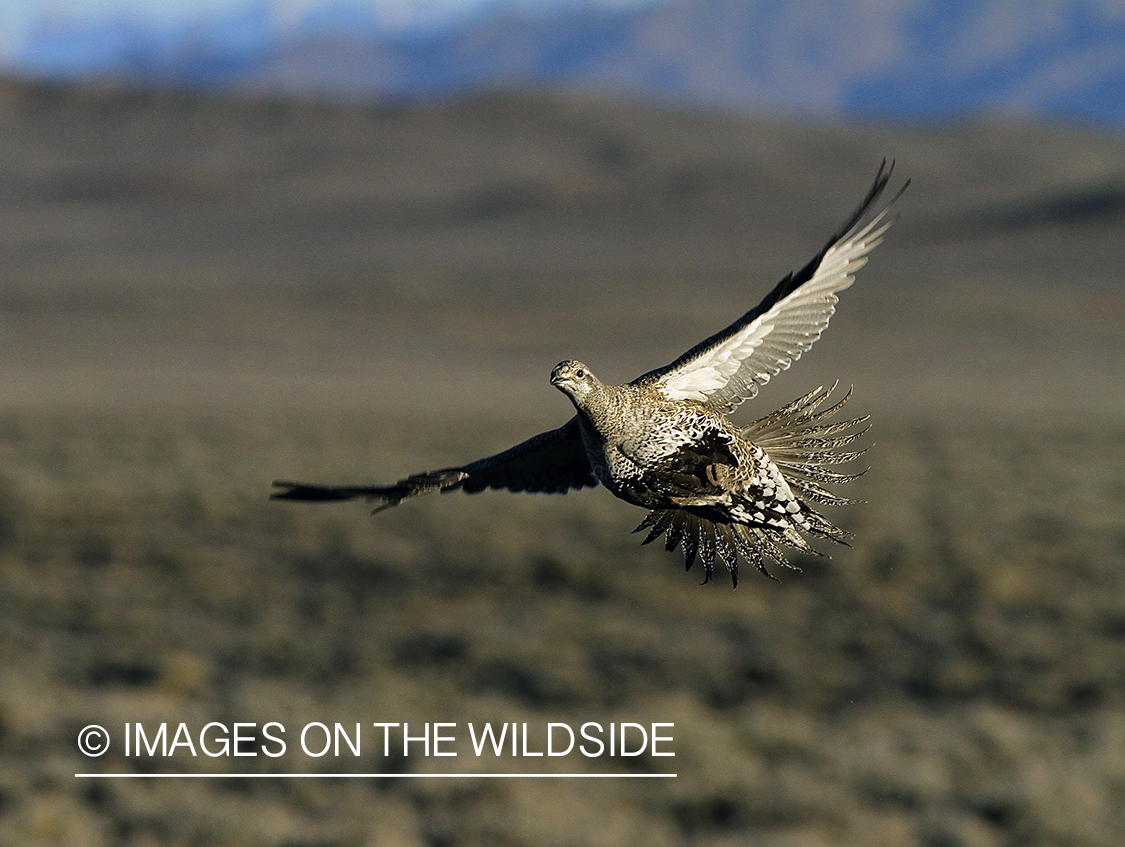 Sage grouse in flight.