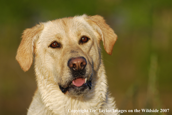 Yellow Labrador Retriever