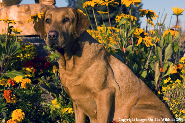Yellow Labrador Retriever