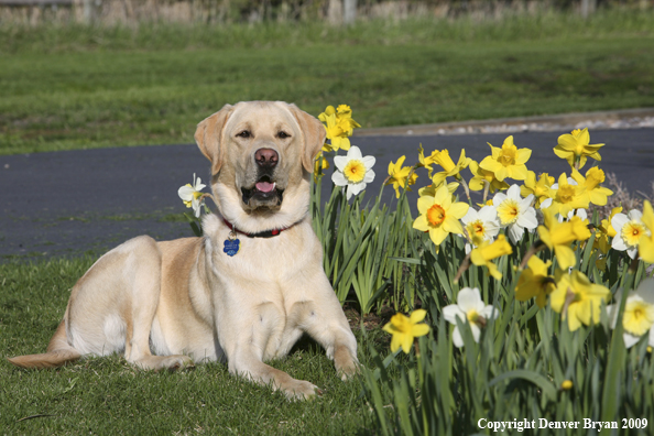 Yellow Labrador Retriever in yard