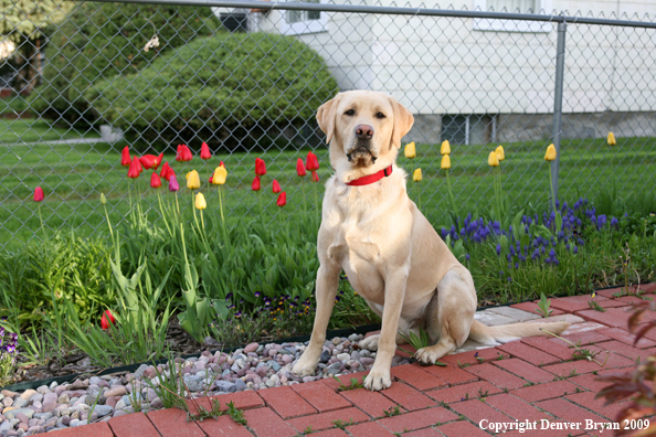Yellow Labrador Retriever by flowers