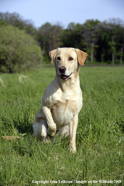 Yellow Labrador Retriever in field