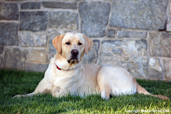 Yellow Labrador Retriever in yard