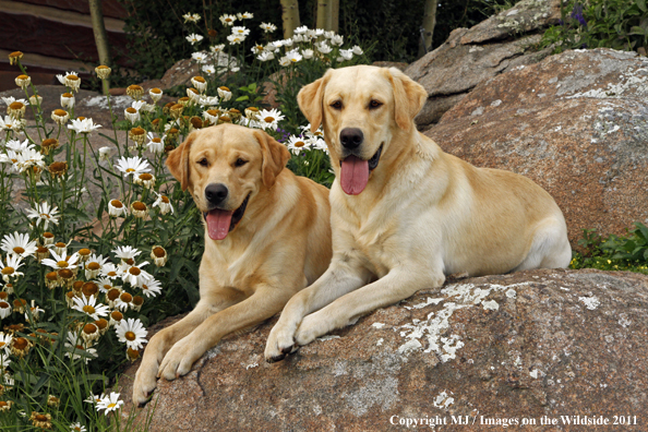Yellow Labrador Retrievers.
