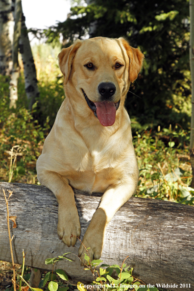 Yellow Labrador Retriever.