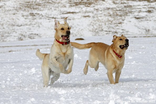 Yellow Labs playing. 