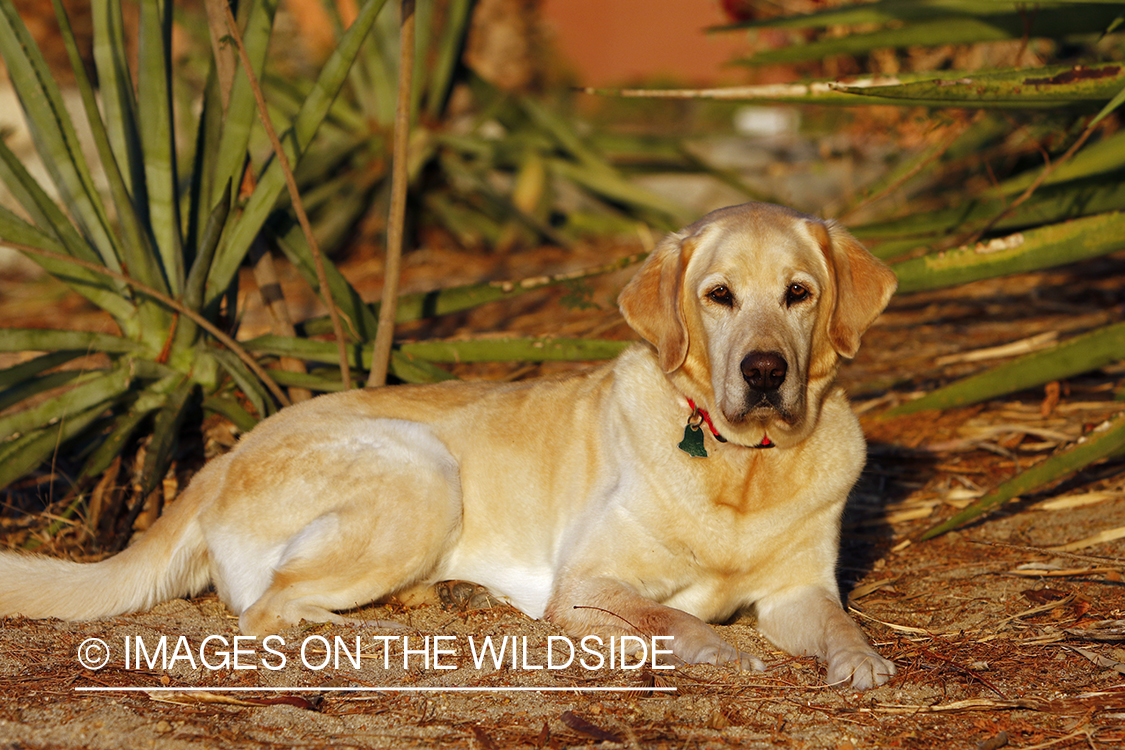 Yellow Lab in Mexico.