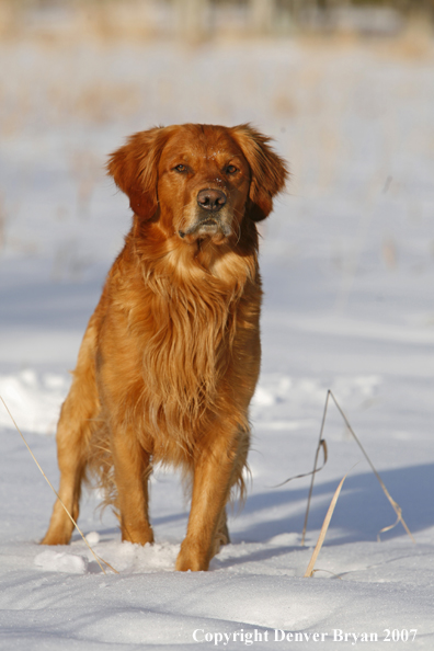 Golden Retriever in the snow.