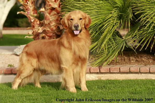 Golden Retriever 