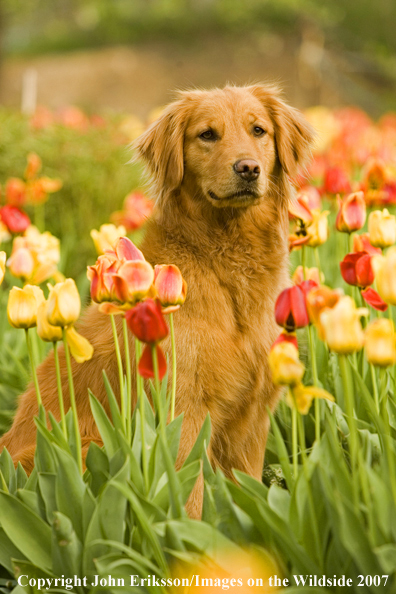 Golden Retriever in tulips