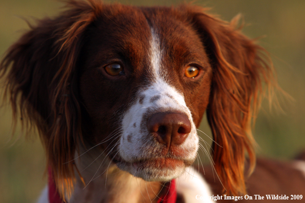 Brittany Spaniel in field