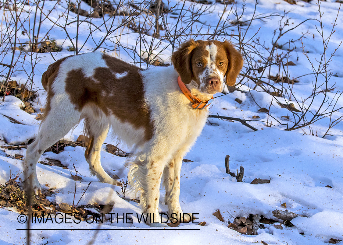 Brittany Spaniel in field.