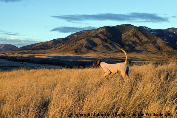English Pointer on point